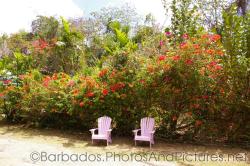 Two pink chairs below a wall of plants with red flowers at Orchid World Barbados.jpg