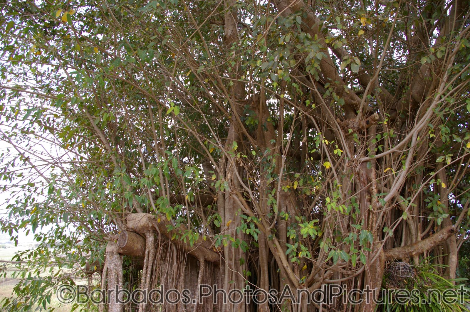 Trees with tentacles at Orchid World Barbados.jpg
