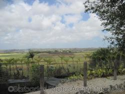 View of palms and orchids and farms from Orchid World Barbados.jpg