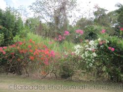 Wall of orange pink and white flowers at Orchid World Barbados.jpg