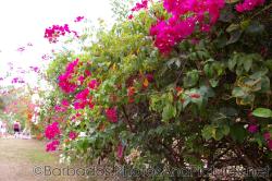 Pink and red flowers on plants of Orchid World Barbados.jpg