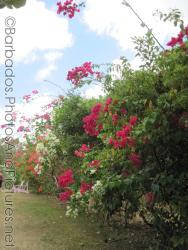 Line of plants with red flowers at Orchid World Barbados.jpg