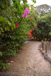 Wall of plants with pink and red flowers at Orchid World Barbados.jpg