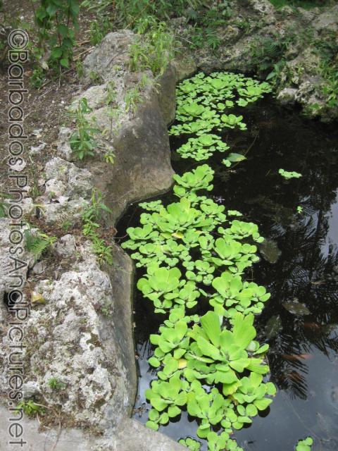 Floating plants at Koi pond at Orchid World Barbados.jpg