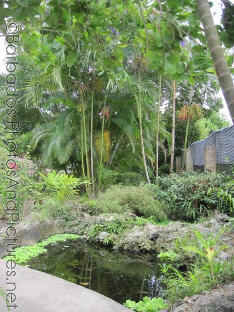 Pond and bamboo trees at Orchid World Barbados.jpg
