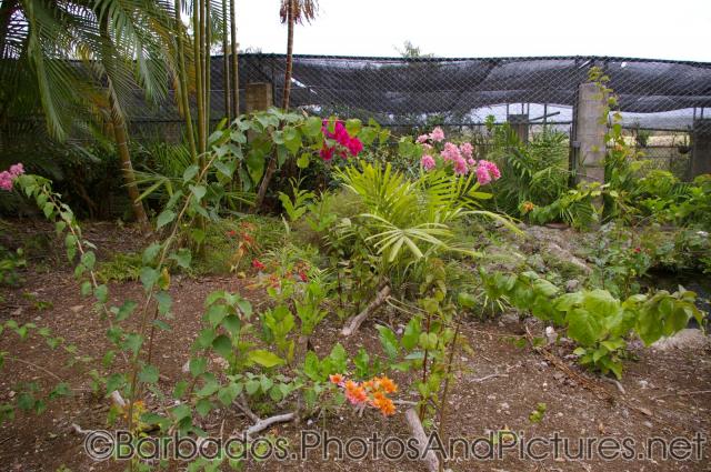 Tropical plants with red pink and orange flowers at Orchid World Barbados.jpg
