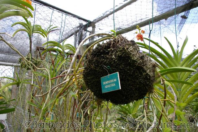 Dendrobium Adastra at Orchid World Barbados.jpg
