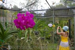 Joann photographing orchids at Orchid World Barbados.jpg
