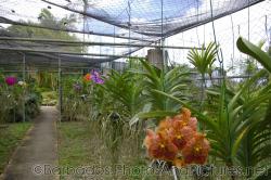 Red and orange and other orchids inside a mesh structure at Orchid World Barbados.jpg