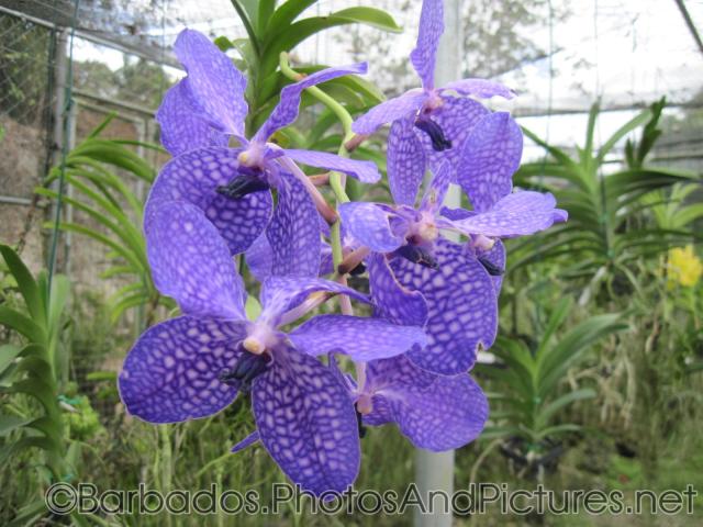 Purple-lavender orchid at Orchid World Barbados.jpg