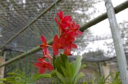 Red orchid inside a wired structure at Orchid World Barbados.jpg