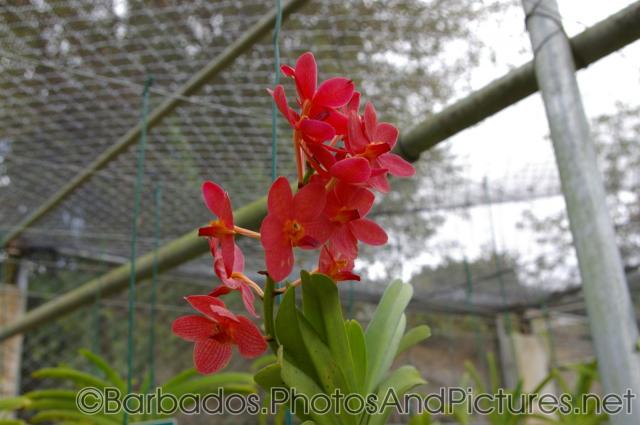 Red orchid inside a wired structure at Orchid World Barbados.jpg
