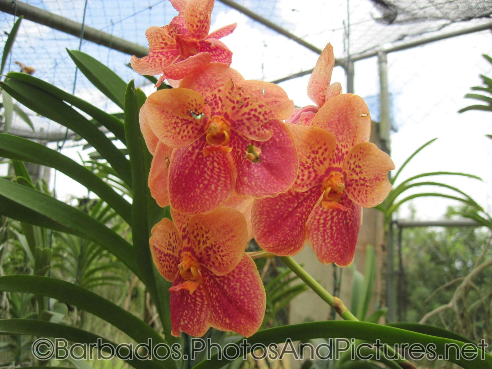 5 petal orange orchid with red accent at Orchid World Barbados.jpg
