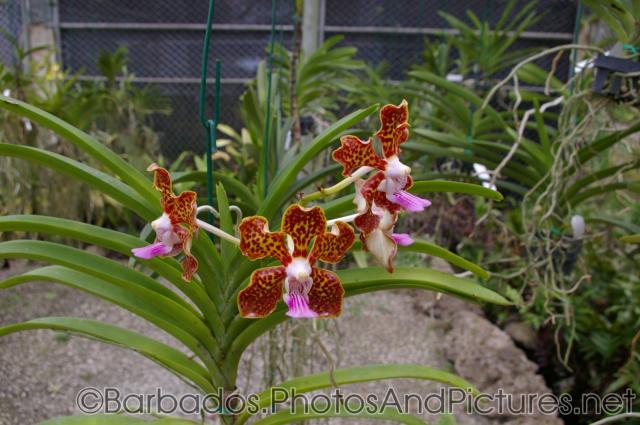 Yellow orchid with red spots at Orchid World Barbados.jpg
