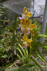Yellow orchid with black spots at Orchid World Barbados.jpg
