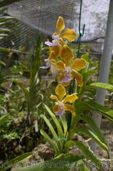 Yellow orchid with black spots at Orchid World Barbados.jpg