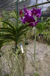Purple hybrid orchids at Orchid World Barbados.jpg