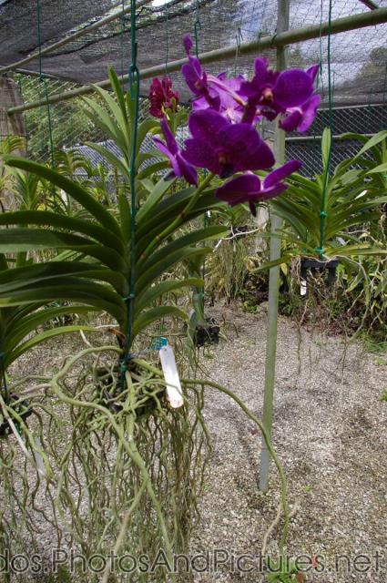 Purple hybrid orchids at Orchid World Barbados.jpg
