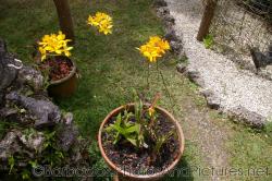 Potted plant with skinny stems and yellow flowers at Orchid World Barbados.jpg
