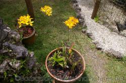 Potted plant with skinny stems and yellow flowers at Orchid World Barbados.jpg