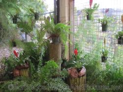 Tropical plant farm area at Orchid World Barbados.jpg
