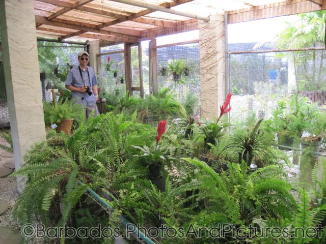David inside a plant farm at Orchid World Barbados.jpg
