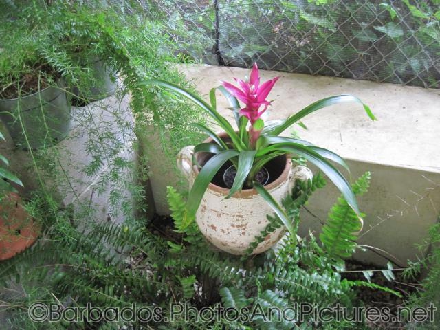 Plant with blade leaves and pink flower in container at Orchid World Barbados.jpg
