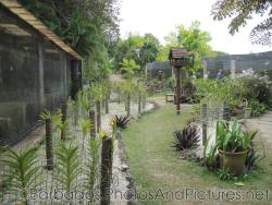 Orchid farm and walking path at Orchid World Barbados.jpg