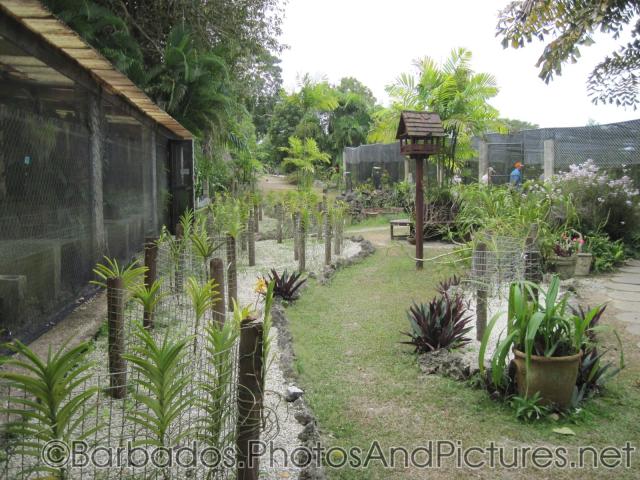 Orchid farm and walking path at Orchid World Barbados.jpg