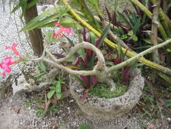 Pink flower plant with few leaves in stone container at Orchid World Barbados.jpg
