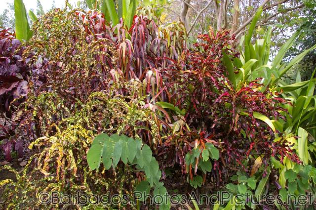 Plants with red leaves at Orchid World Barbados.jpg