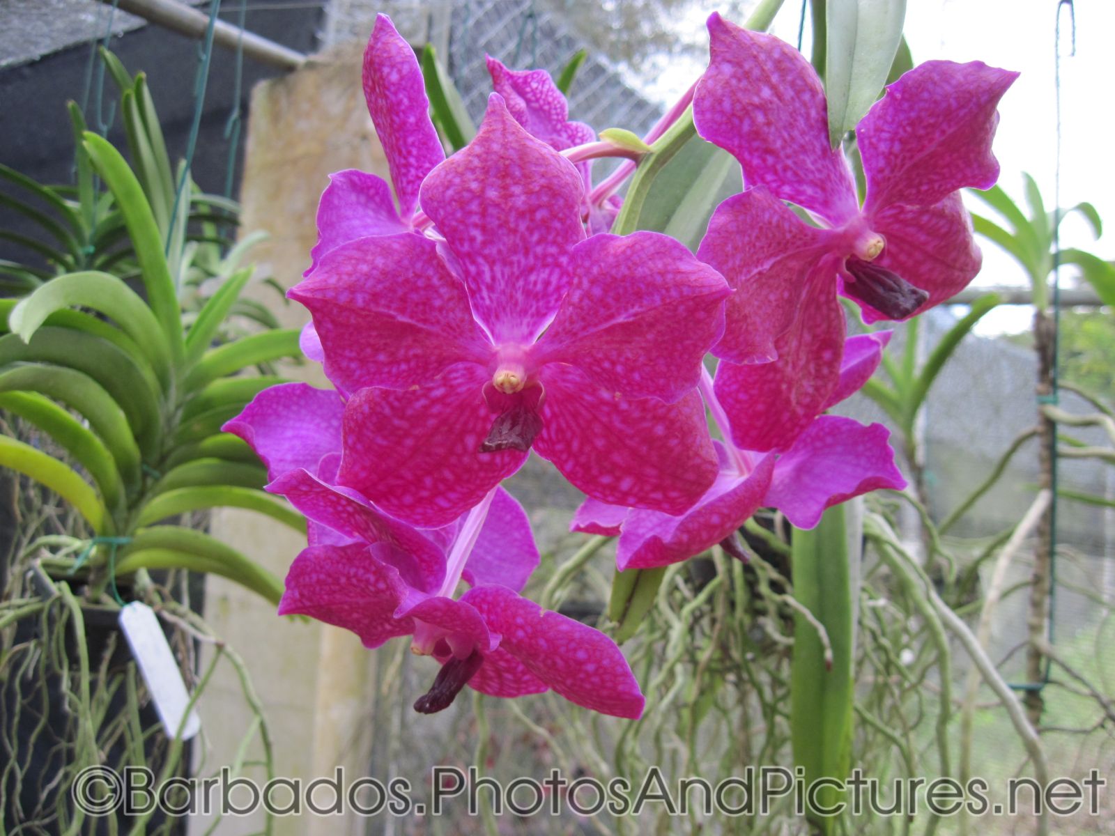 Close up of hot pink orchid with white spots at Orchid World Barbados.jpg
