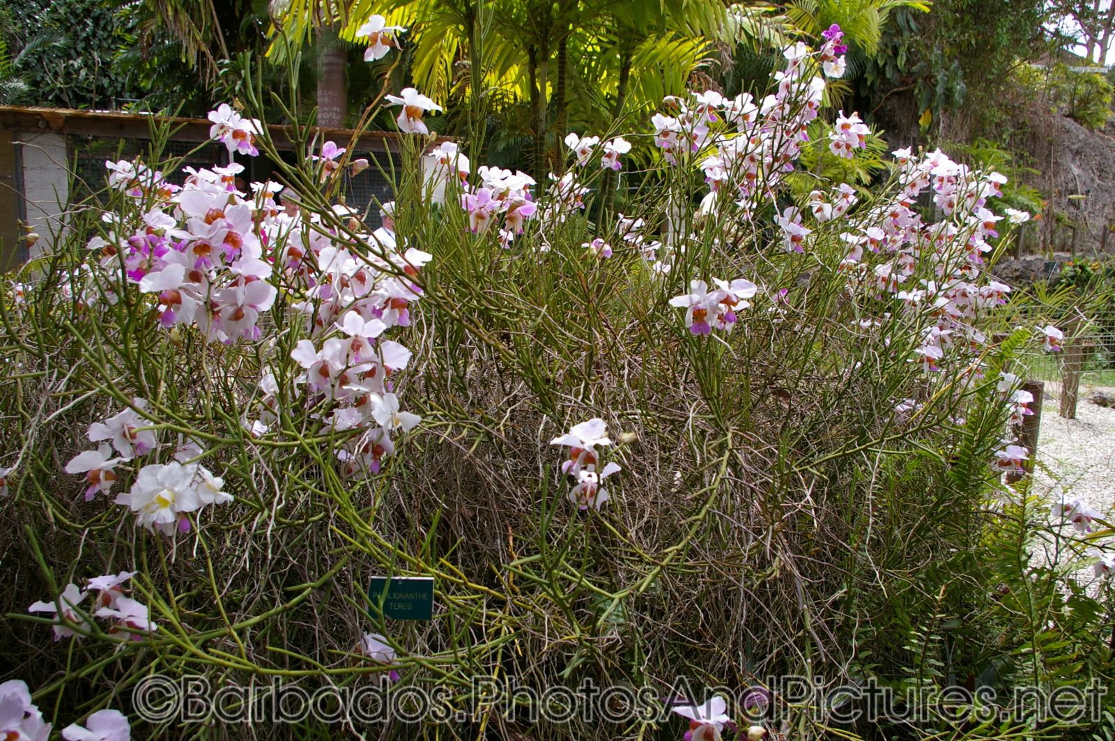 Papilionanthe Teres at Orchid World in Barbados.jpg
