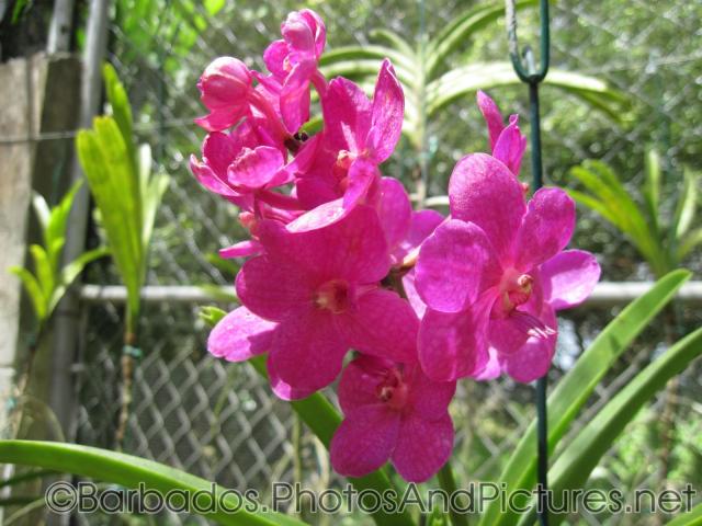 Magenta pink hybrid orchid at Orchid World in Barbados.jpg
