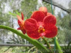 Closeup of red orchid at Orchid World in Barbados.jpg