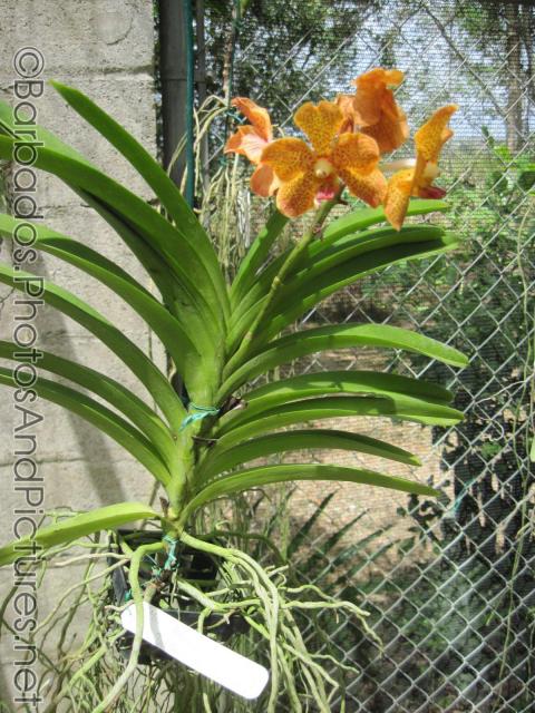 Orange spotted hybrid orchid at Orchid World in Barbados.jpg
