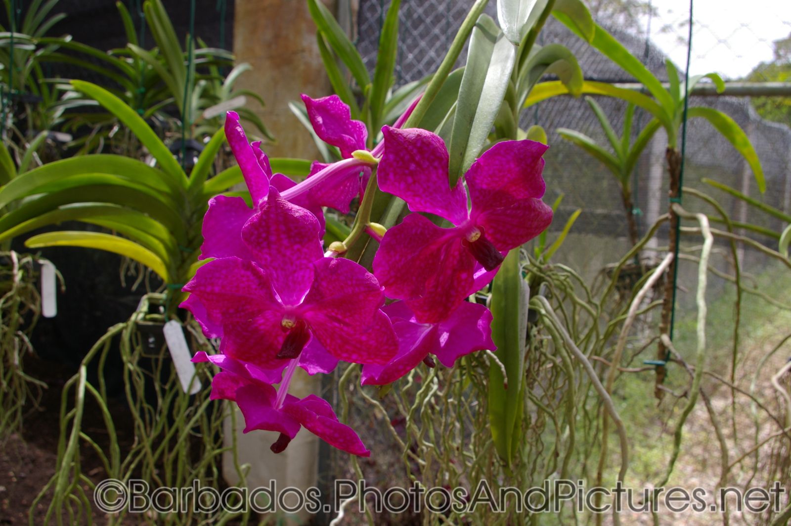 Magenta orchid with spots at Orchid World in Barbados.jpg
