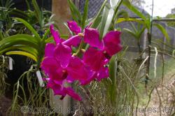 Magenta orchid with spots at Orchid World in Barbados.jpg