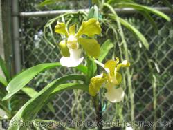 Greenish yellow orchid at Orchid World in Barbados.jpg
