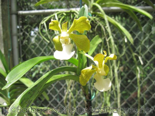 Greenish yellow orchid at Orchid World in Barbados.jpg
