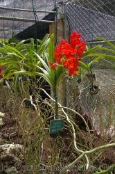 Asocenda Anant Gold Meda Arnold at Orchid World in Barbados.jpg