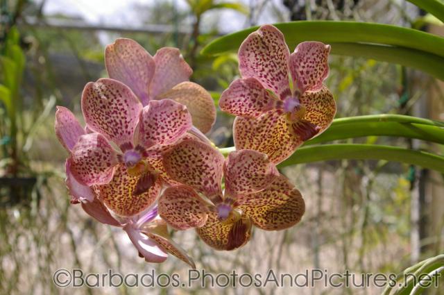 Pink orchid with red spots at Orchid World in Barbados.jpg
