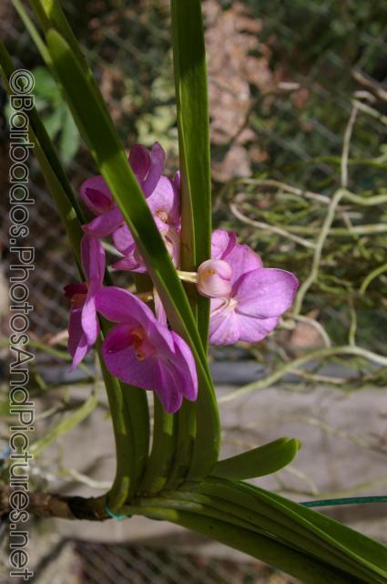Pink-purple orchid at Orchid World in Barbados.jpg
