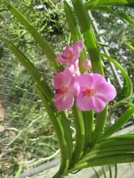 Pink orchid at Orchid World in Barbados.jpg