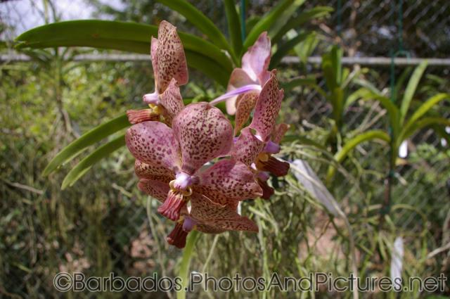 Pink spotted orchid at Orchid World in Barbados.jpg
