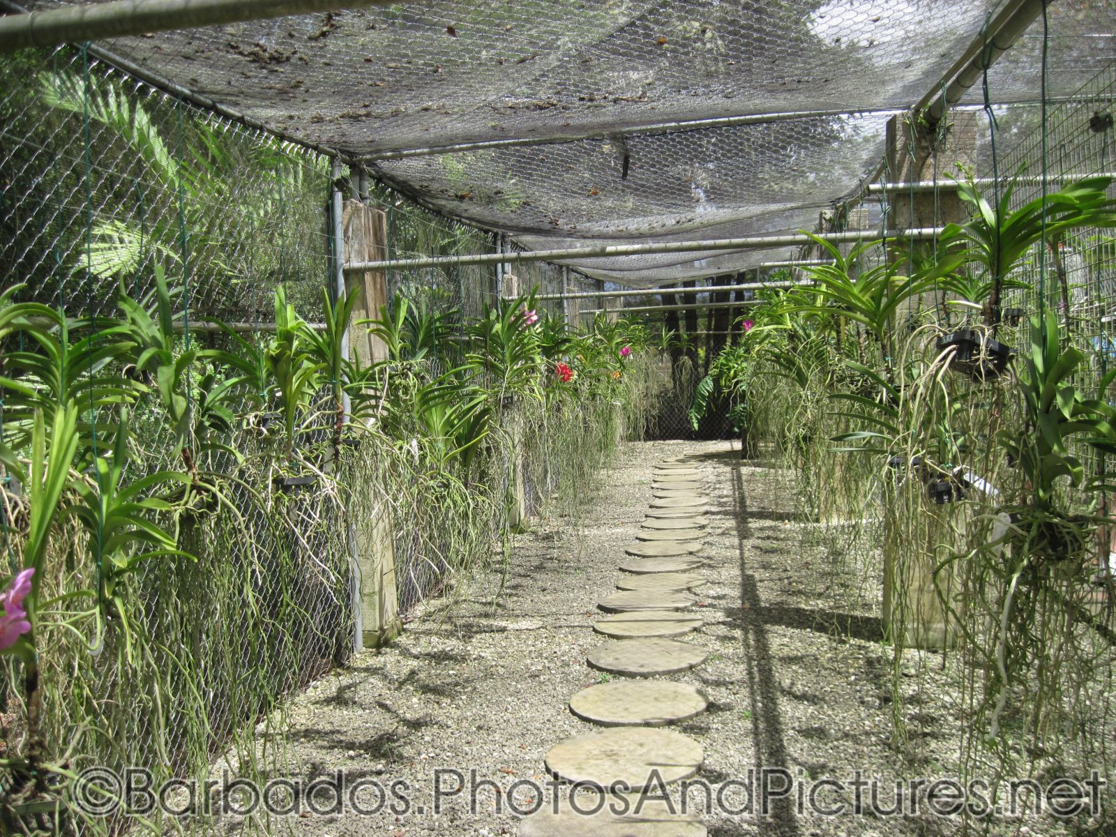 Orchid farm at Orchid World in Barbados.jpg
