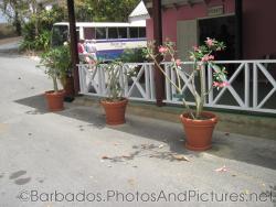 3 Desert Rose plants in containers at Orchid World in Barbados.jpg