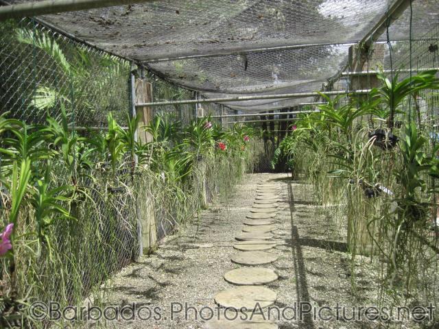 Orchid farm at Orchid World in Barbados.jpg