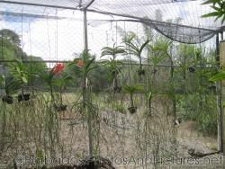 Hanging orchids at Orchid World in Barbados.jpg