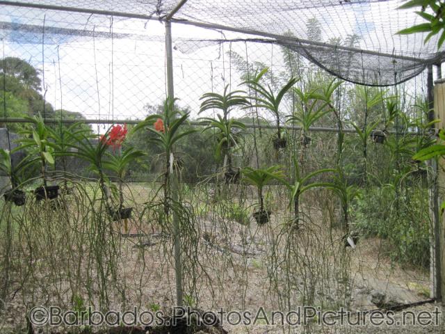 Hanging orchids at Orchid World in Barbados.jpg